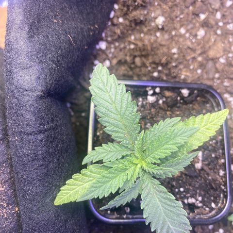 Grandmommy Purple growlog timeline photo