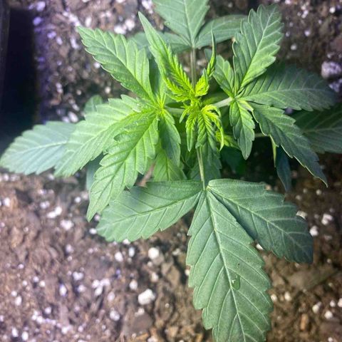 Apple Fritter Auto  growlog timeline photo