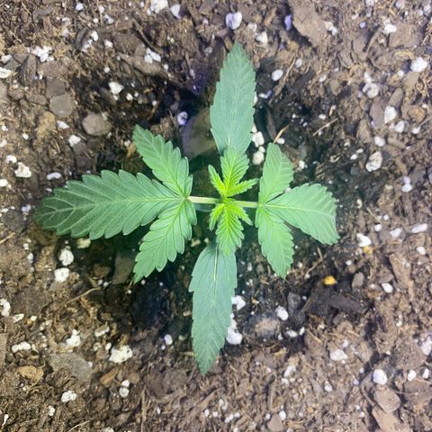 Blackberry Gum Autoflower growlog timeline photo