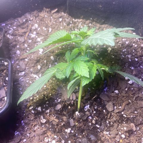 Apple Fritter Auto  growlog photo: Low stress straining has begun.