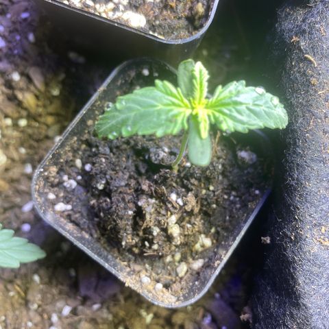 Unknown A growlog photo: Unknowny has a little too much humidity so I'm finally got a remove the dome. 