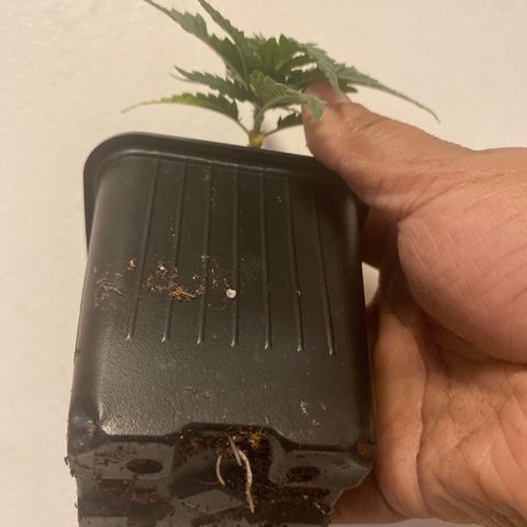 Grandmommy Purple growlog timeline photo