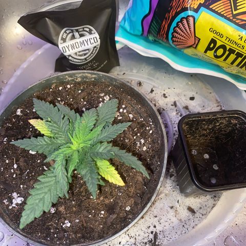 Grandmommy Purple growlog timeline photo