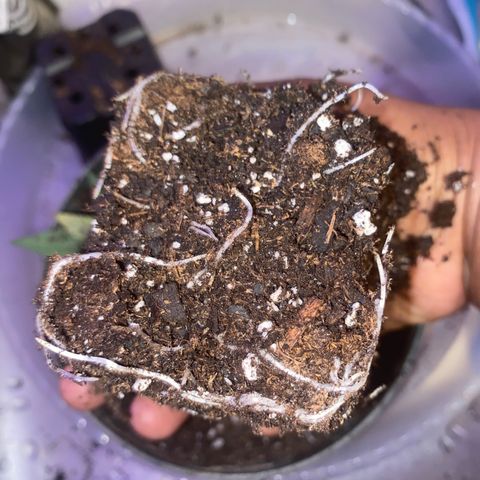 Grandmommy Purple growlog timeline photo
