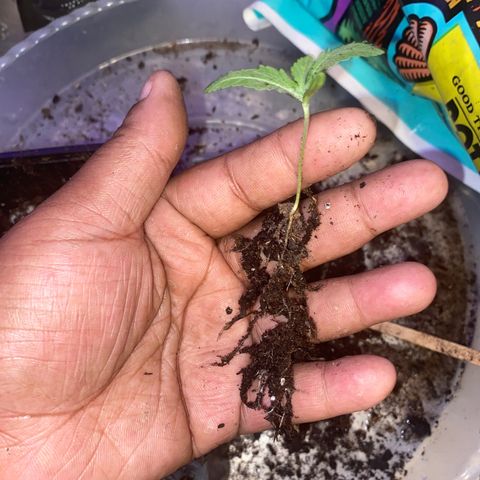 Unknown A growlog timeline photo