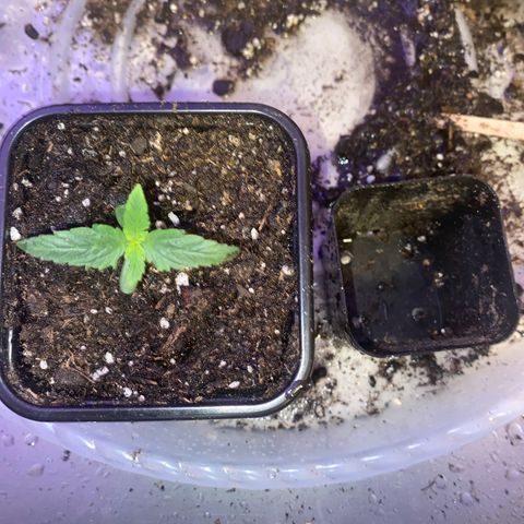 Unknown A growlog timeline photo