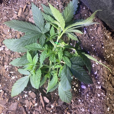 Apple Fritter Auto  growlog photo: Lst training