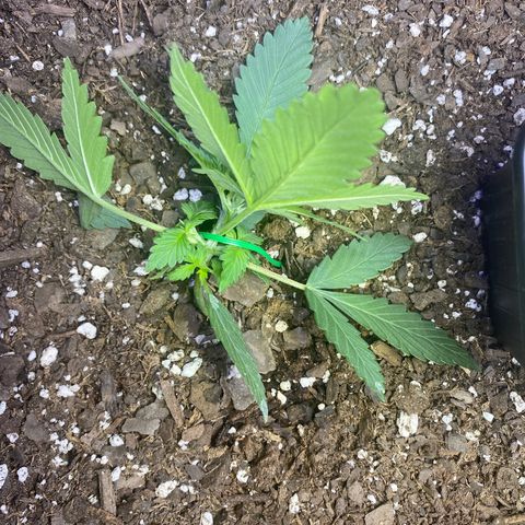 Blackberry Gum Autoflower growlog photo: Lst