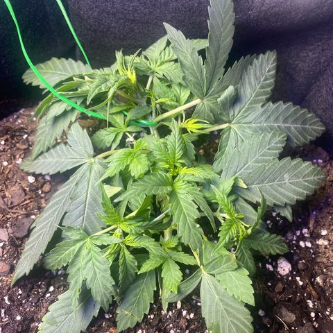 Apple Fritter Auto  growlog timeline photo