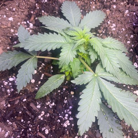 Blackberry Gum Autoflower growlog timeline photo