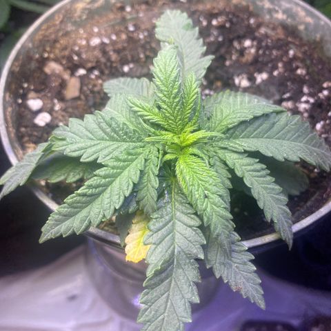 Grandmommy Purple growlog timeline photo