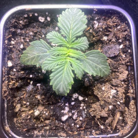 Unknown A growlog timeline photo