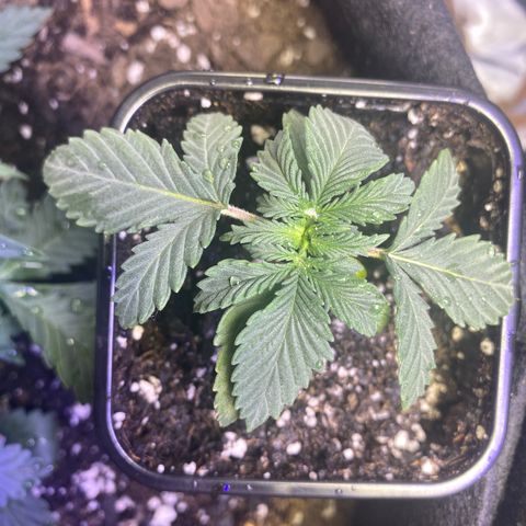 Unknown A growlog timeline photo