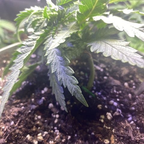 Grandmommy Purple growlog timeline photo