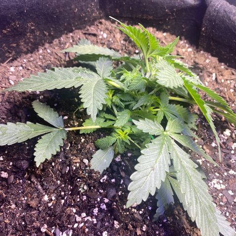 Blackberry Gum Autoflower growlog timeline photo
