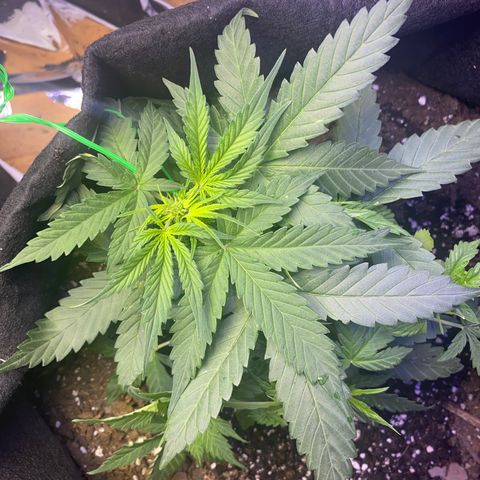 Apple Fritter Auto  growlog timeline photo
