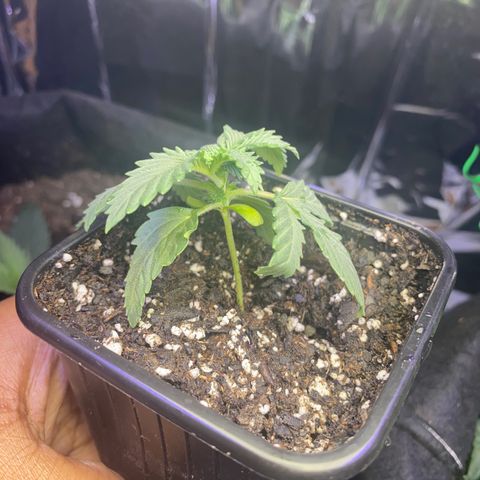 Unknown A growlog photo: I transplant in maybe another week or so.