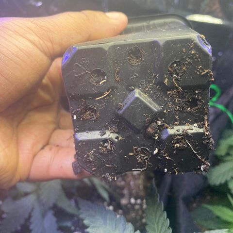 Unknown A growlog photo: I transplant in maybe another week or so.