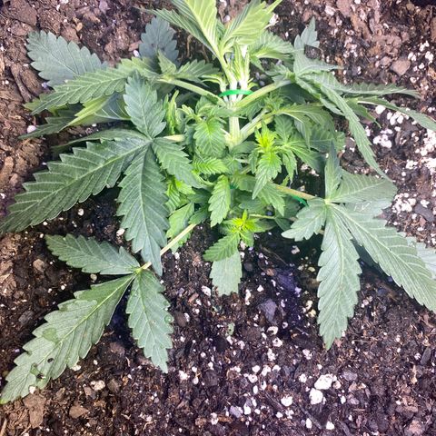 Blackberry Gum Autoflower growlog timeline photo