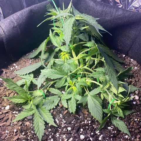 Apple Fritter Auto  growlog timeline photo