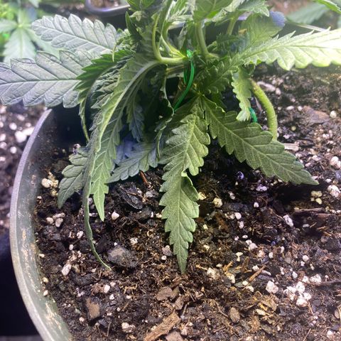 Grandmommy Purple growlog timeline photo