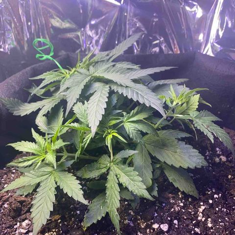 Apple Fritter Auto  growlog timeline photo