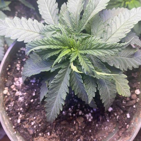 Grandmommy Purple growlog timeline photo