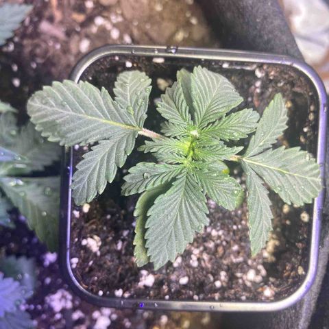 Unknown A growlog timeline photo
