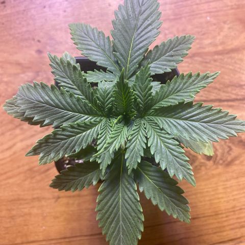 Unknown A growlog timeline photo