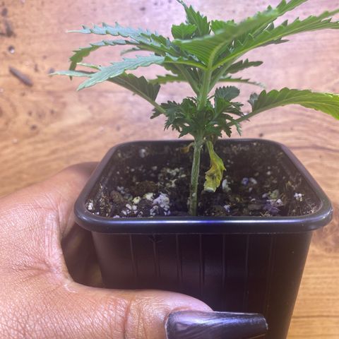 Unknown A growlog timeline photo