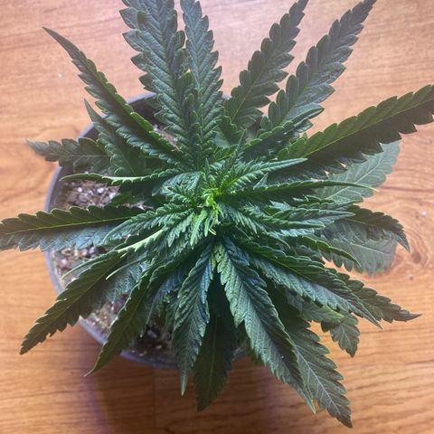 Grandmommy Purple growlog timeline photo