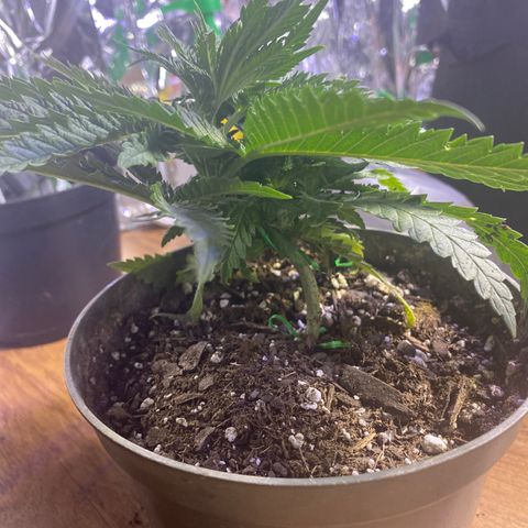 Grandmommy Purple growlog timeline photo