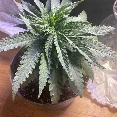 Grandmommy Purple growlog timeline photo