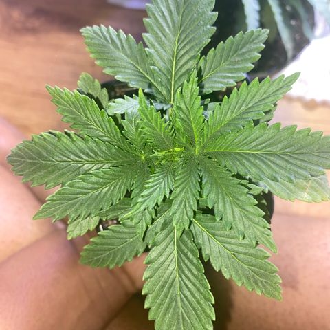 Unknown A growlog timeline photo