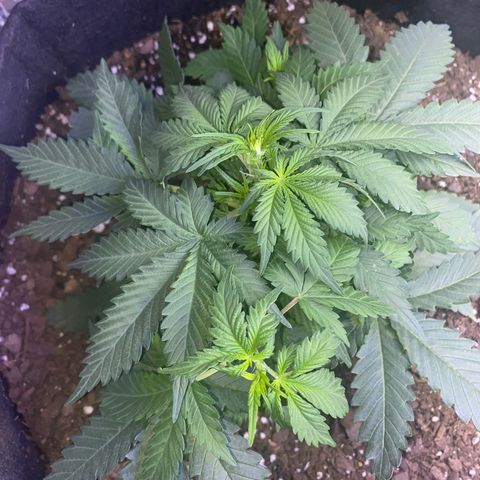 Blackberry Gum Autoflower growlog timeline photo