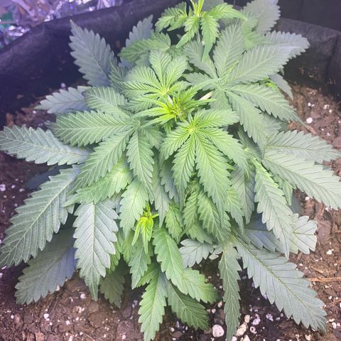 Blackberry Gum Autoflower growlog timeline photo