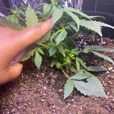Blackberry Gum Autoflower growlog timeline photo