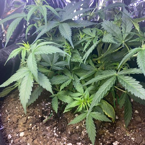 Apple Fritter Auto  growlog timeline photo