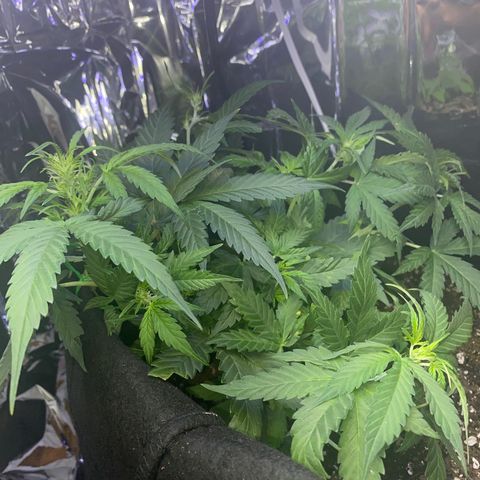Apple Fritter Auto  growlog timeline photo