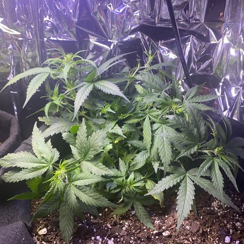 Apple Fritter Auto  growlog timeline photo