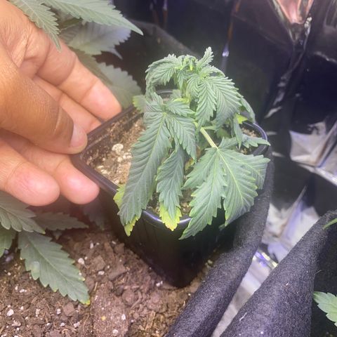 Unknown A growlog photo: I waited a little too long to water and maybe a little too much fertilizer.