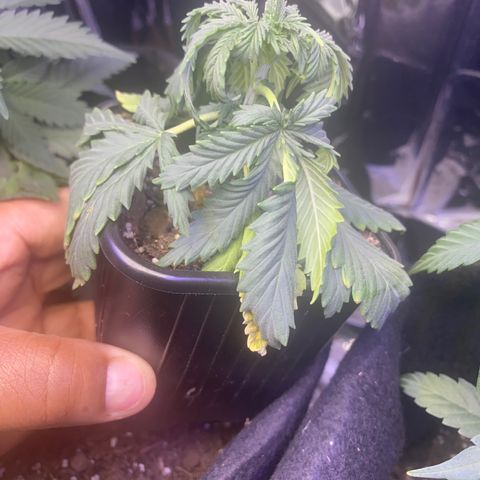 Unknown A growlog photo: I waited a little too long to water and maybe a little too much fertilizer.