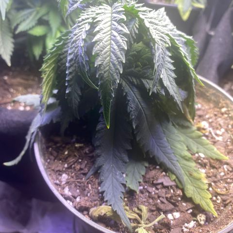 Grandmommy Purple growlog photo: She’s dry but also has some leads discoloration. I’m gonna do a flush for all the plans sense I’ve been feeding them the same.