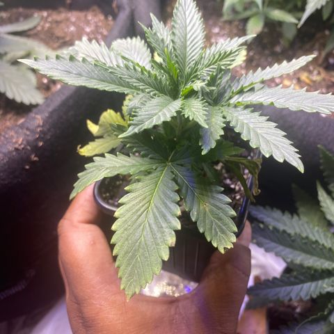 Unknown A growlog photo: doing a little better