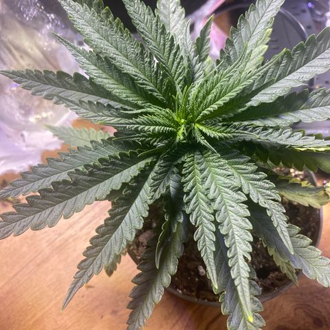 Grandmommy Purple growlog photo: Doing better then yesterday