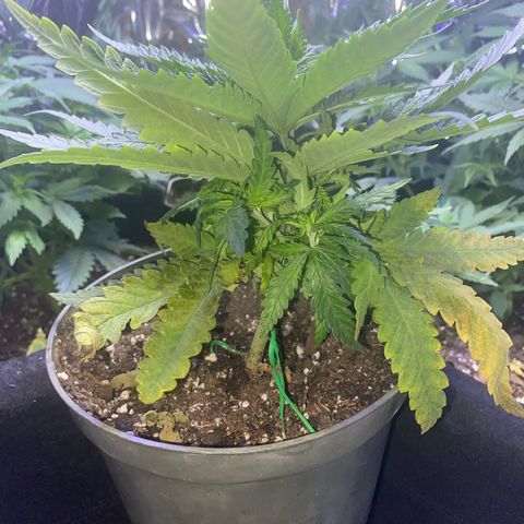 Grandmommy Purple growlog photo: Doing better then yesterday