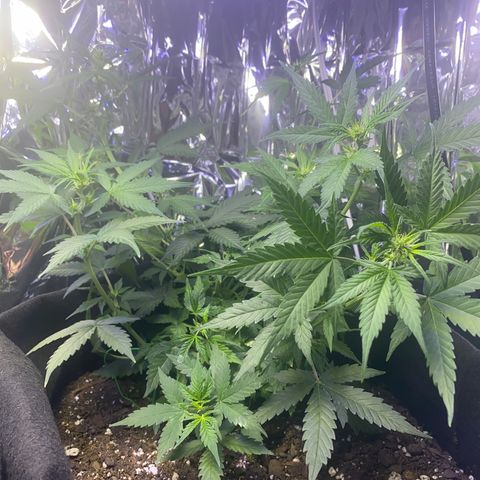 Apple Fritter Auto  growlog timeline photo