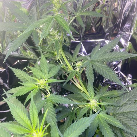 Apple Fritter Auto  growlog timeline photo