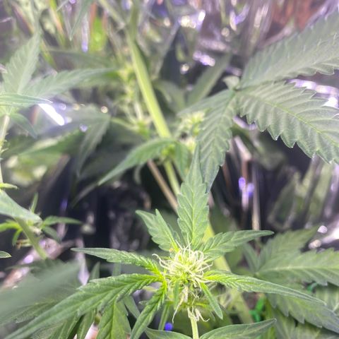 Apple Fritter Auto  growlog timeline photo