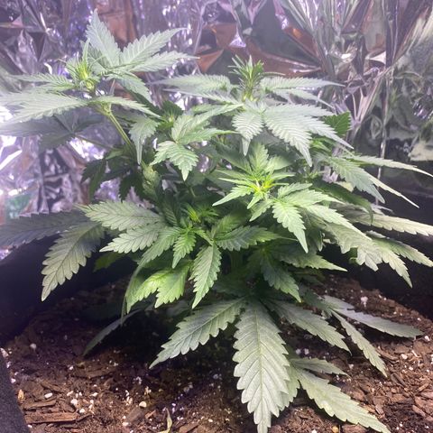 Blackberry Gum Autoflower growlog timeline photo